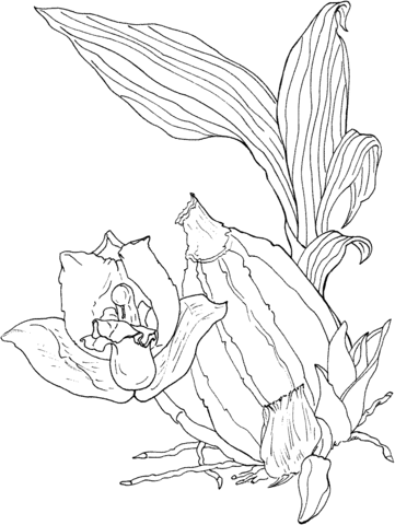 Orchid Lycaste Aromatica Coloring Page