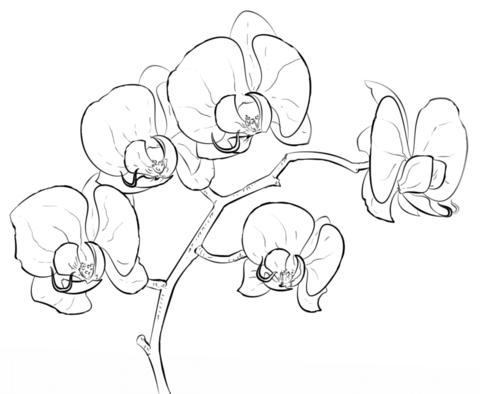 Orchid Coloring Pages