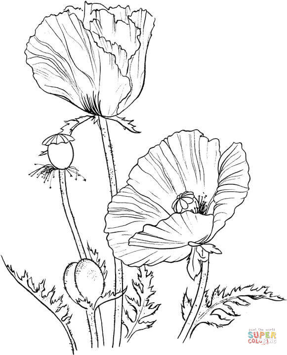 Oriental poppy Coloring Page