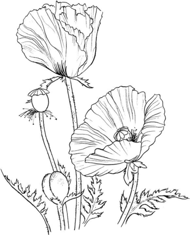 Oriental poppy Coloring Pages