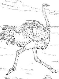 Ostrich Runs Coloring Page