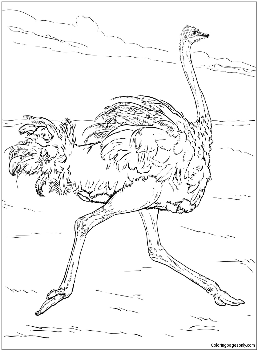 Ostrich Runs Coloring Pages