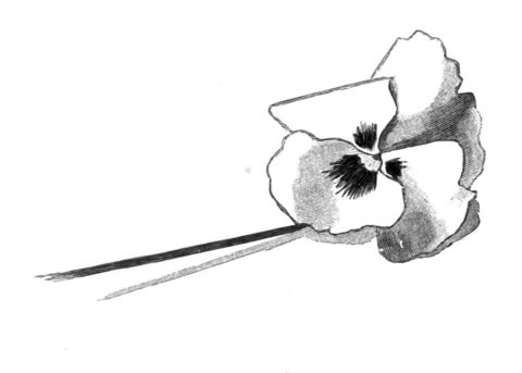 Pansy Flower Coloring Pages