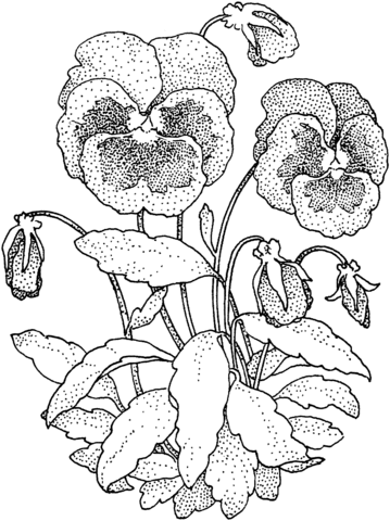 Pansy Coloring Pages