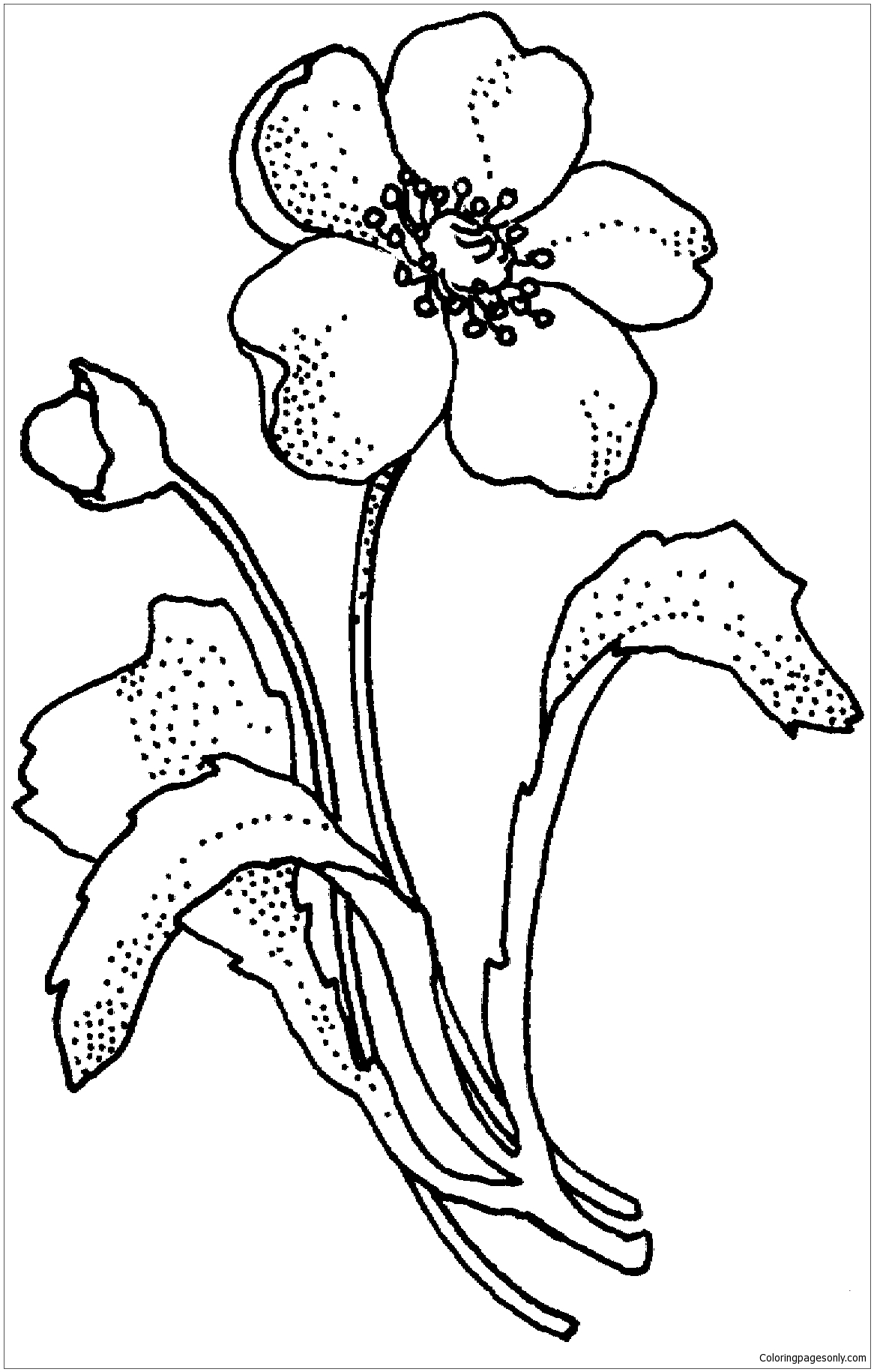Página para colorir de flor de papoula Papaveraceae