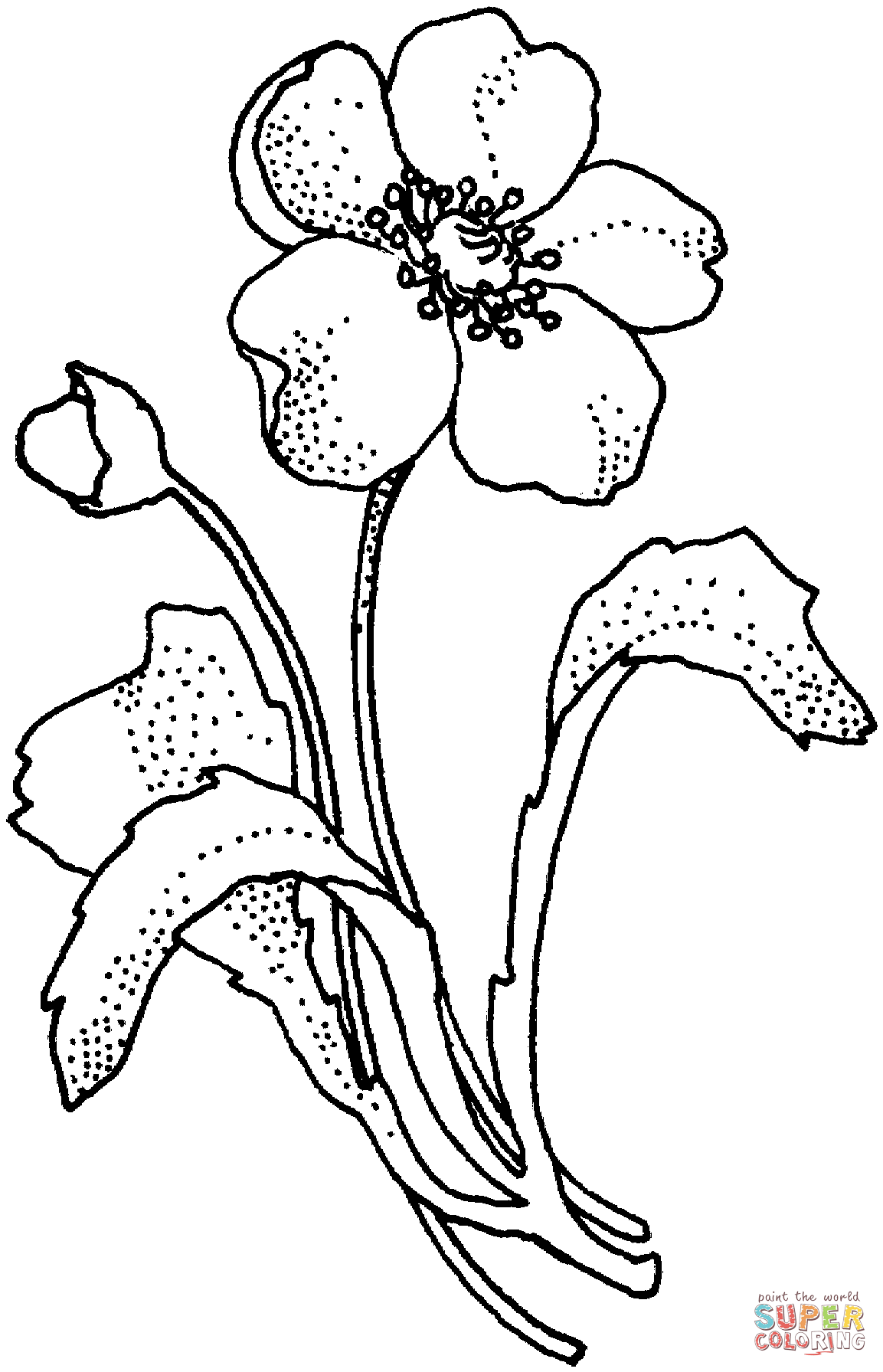 Papaveraceae Poppy Flower Coloring Page