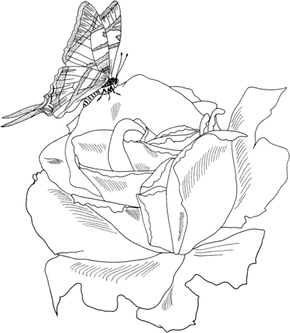 Parade Bush Rose with Butterfly Coloring Page