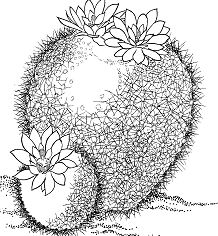 Parodia Haselbergii or Scarlet Ball Cactus Coloring Pages