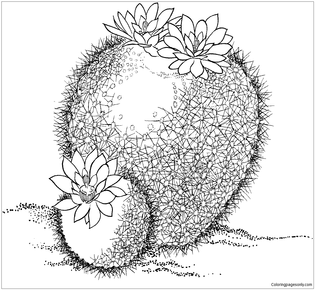 Parodia Haselbergii o cactus palla scarlatto dei deserti