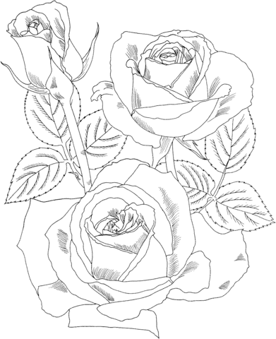 Peace Hybrid Tea Rose Coloring Page