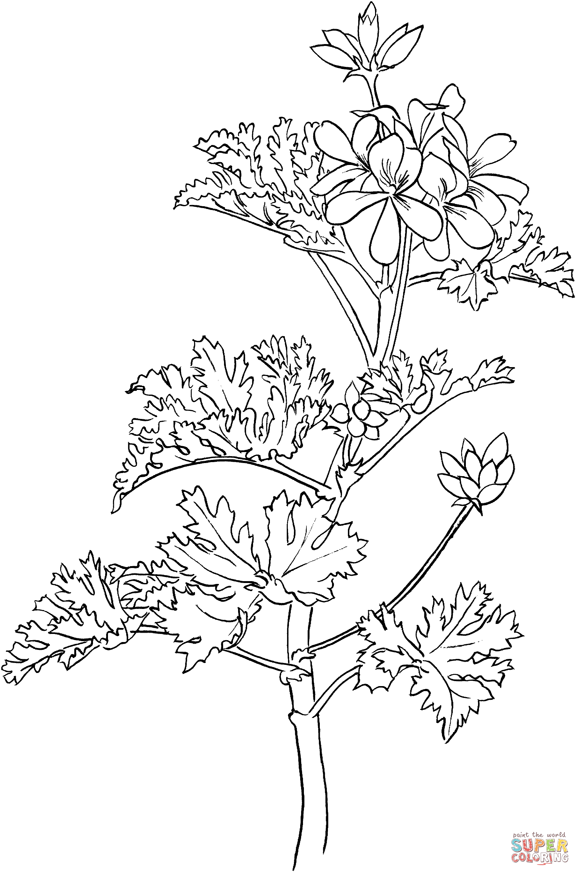 Pelargonium or Rose Geranium Coloring Pages
