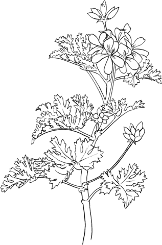 Pelargonium or Rose Geranium Coloring Page