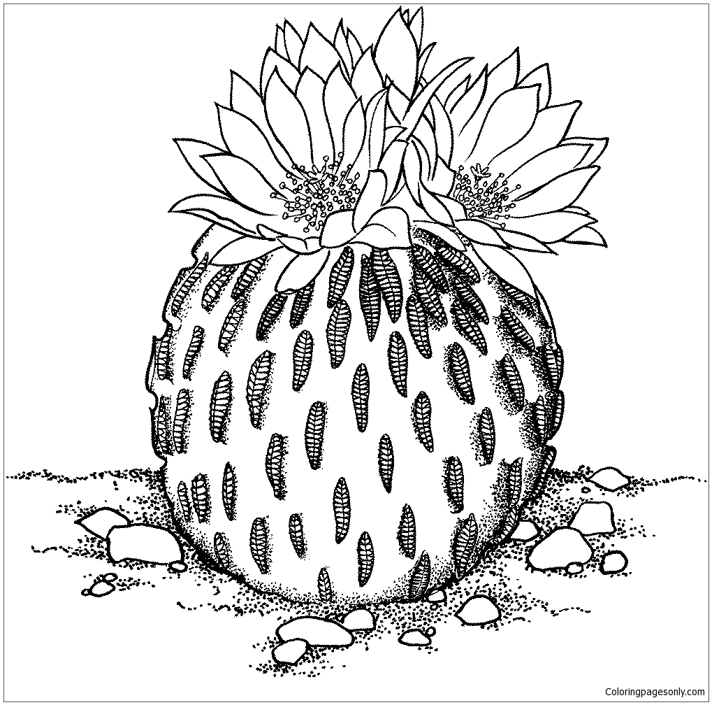 Download Pelecyphora Aselliformis or Peyotillo Cactus Coloring Page - Free Coloring Pages Online