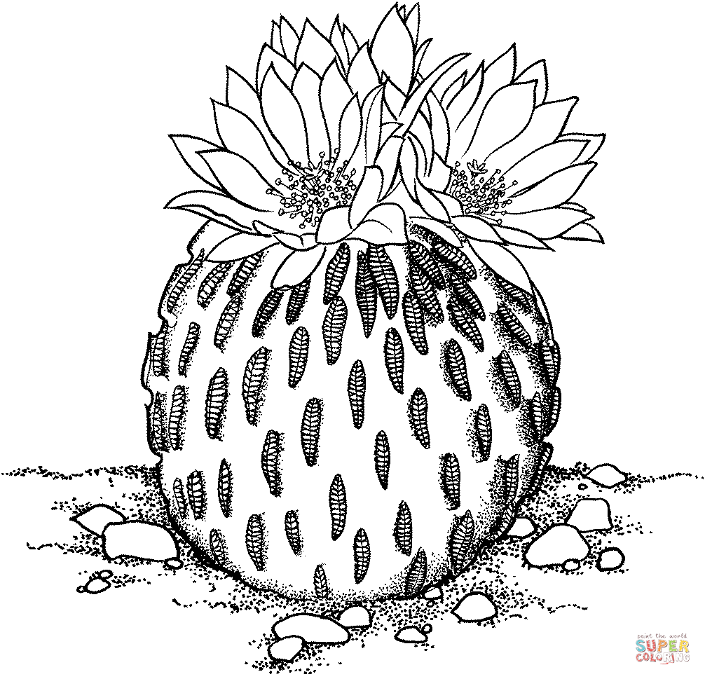 Pelecyphora Aselliformis oder Peyotillo-Kaktus aus Kaktus