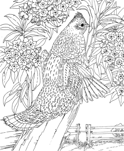 Pennsylvania Ruffed Grouse and Mountain-Laurel Coloring Page