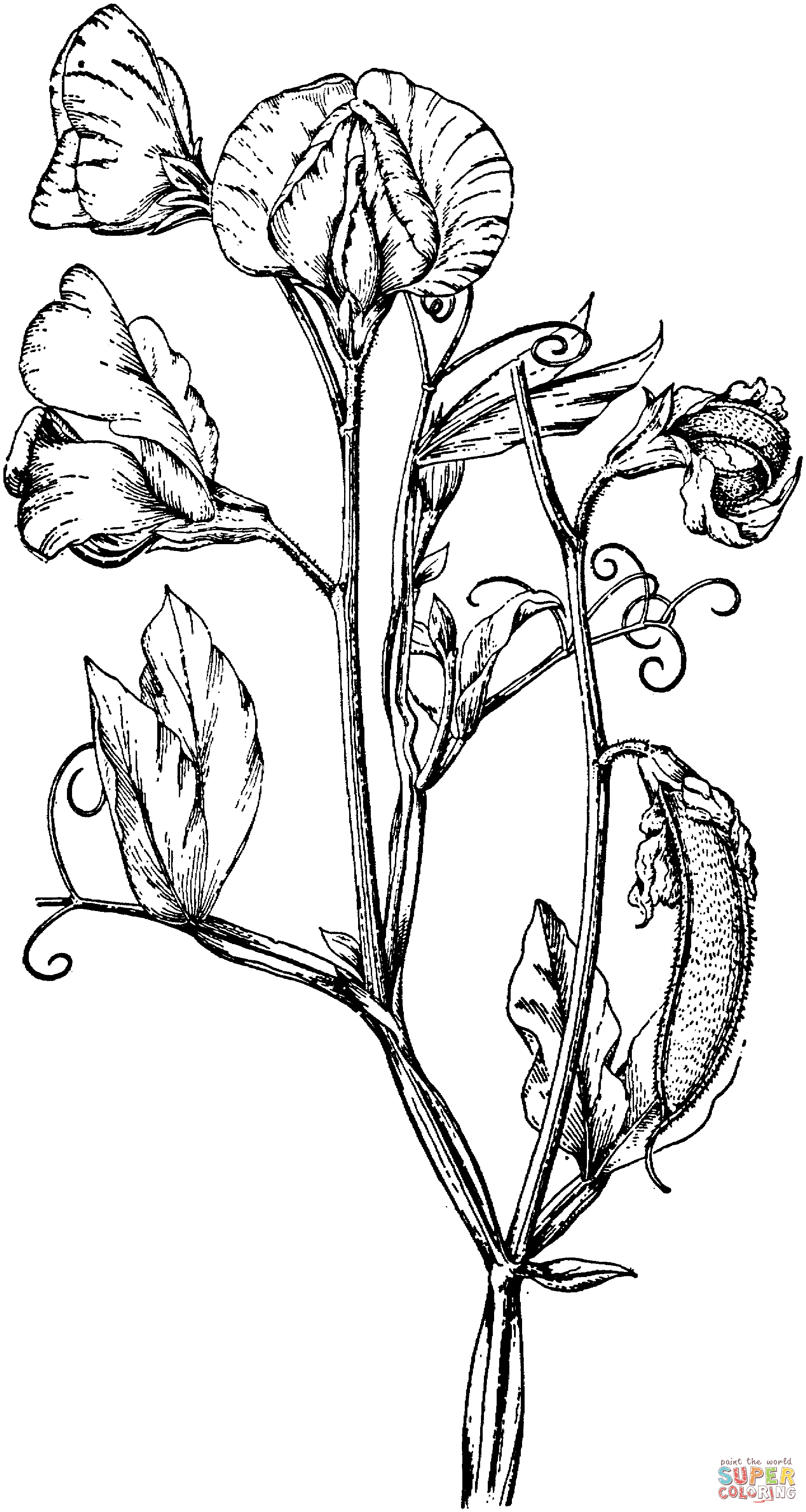 Perennial Pea Or Everlasting Pea Coloring Pages