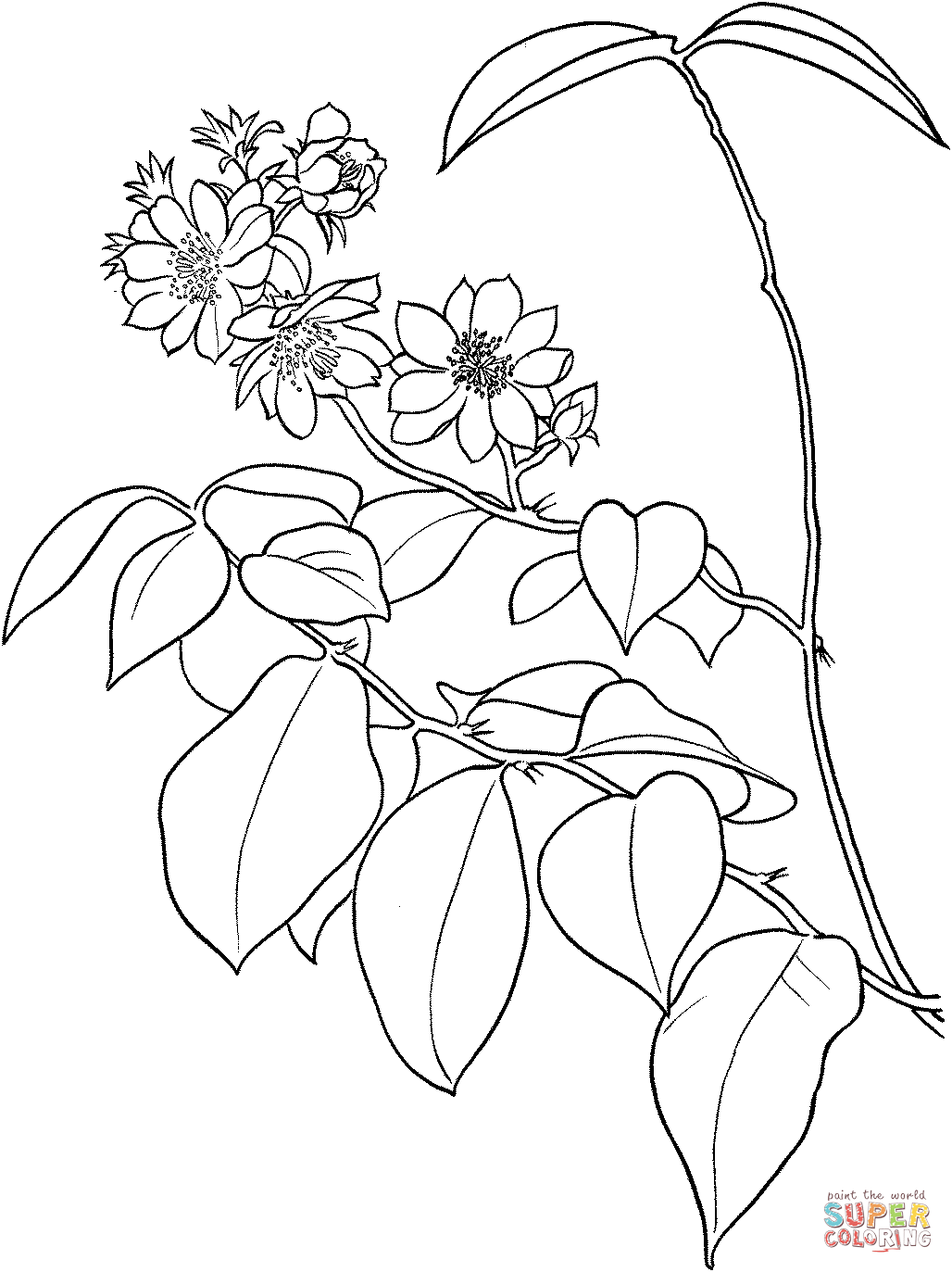 Pereskia Aculeata 或巴巴多斯醋栗或来自仙人掌的叶仙人掌