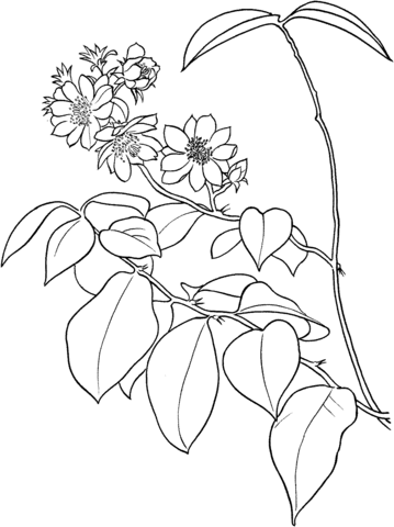 Pereskia Aculeata of Barbados kruisbes of bladcactus kleurplaat
