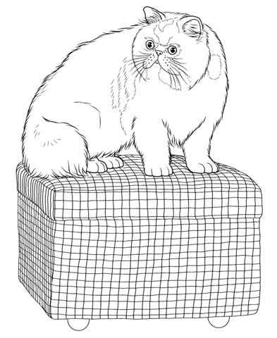Perzische kat kleurplaat
