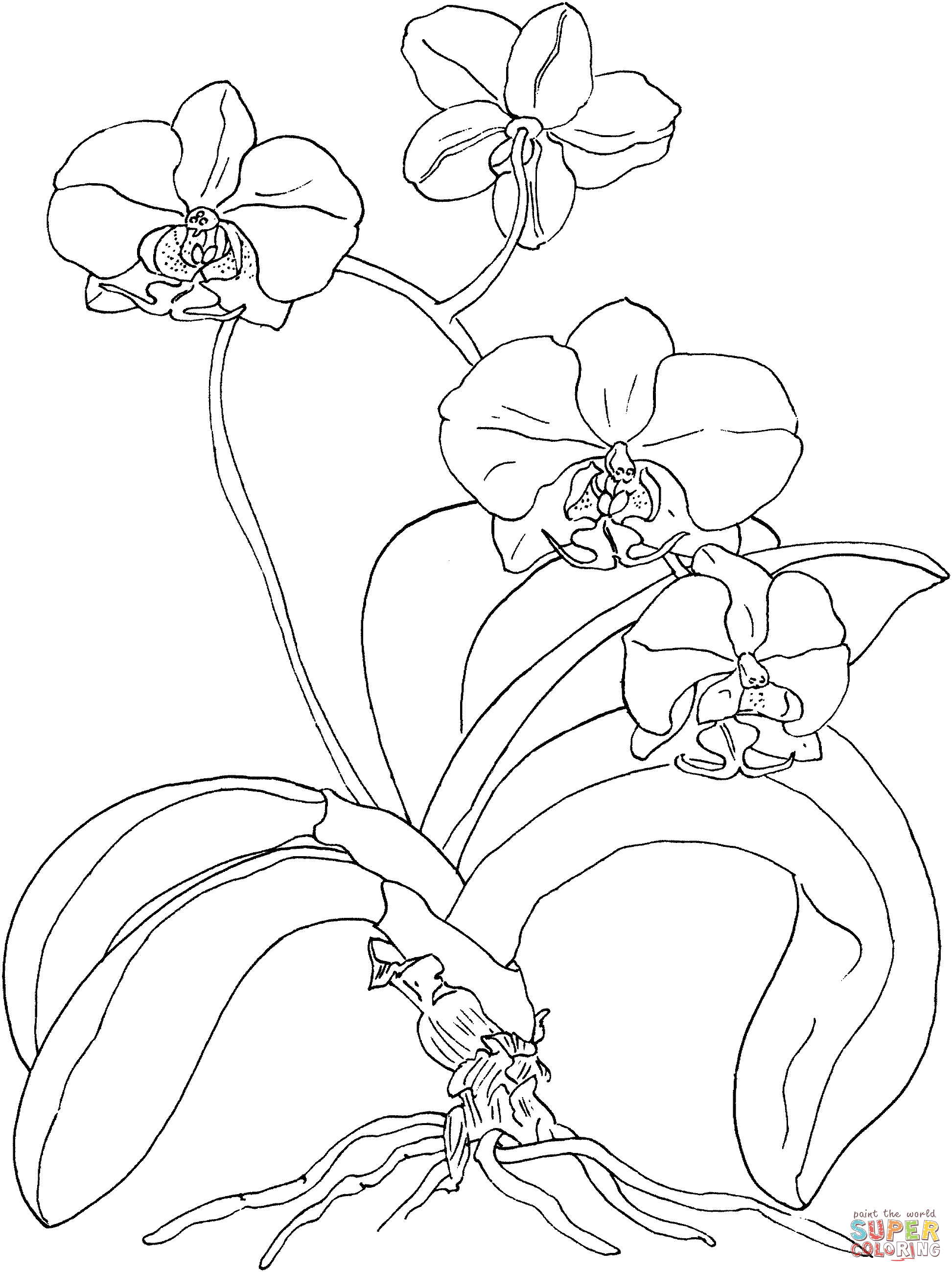 Phalaenopsis or Moth Orchid Coloring Pages - Orchid Coloring Pages -  Páginas para colorear para niños y adultos