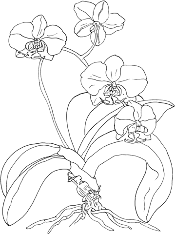 Phalaenopsis or Moth Orchid Coloring Page