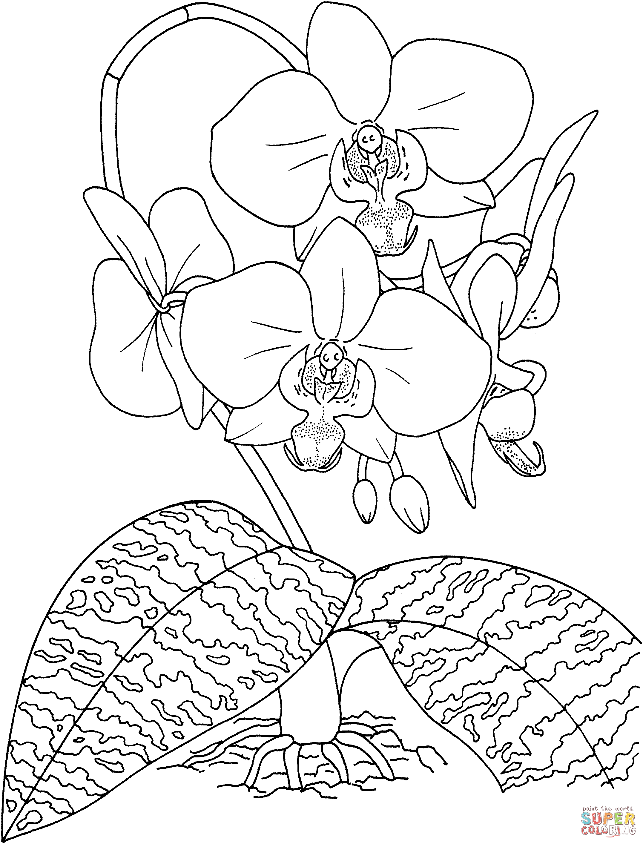Phalaenopsis Schilleriana or Tropical Rosy Moth Orchid Coloring Pages