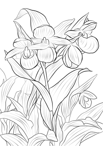 Pink-and-white Ladys Slipper Coloring Page