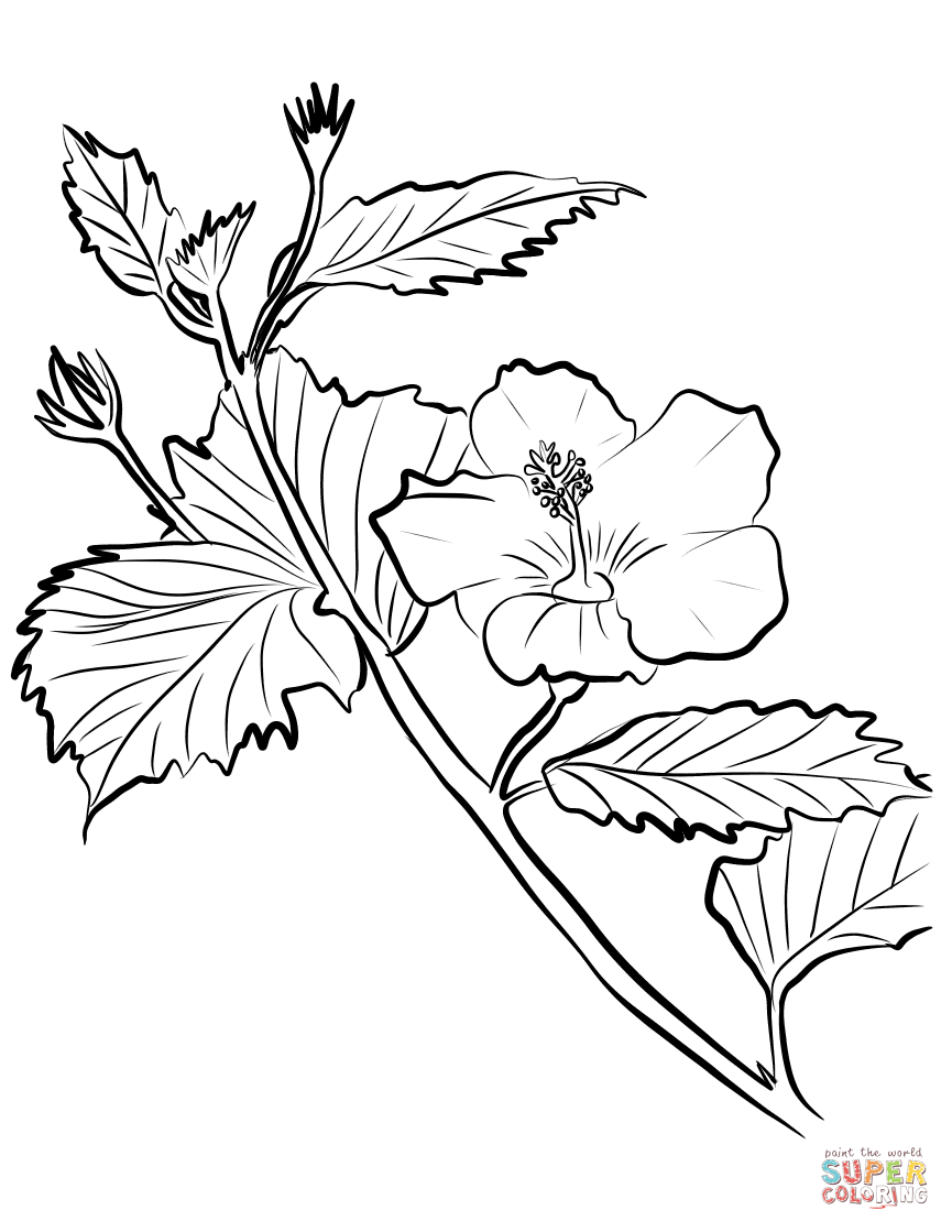 Pink Hibiscus Coloring Page