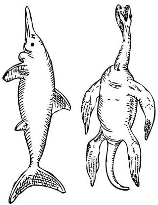 Plesiosaurus 和 Stenopterygius 鱼龙彩页