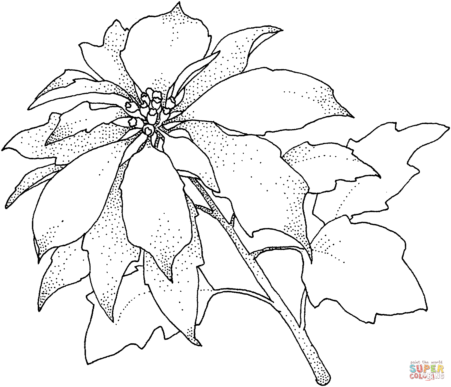 Пуансеттия Рождественский цветок из Пуансеттии