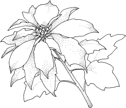 Poinsettia Christamas Flower Coloring Page
