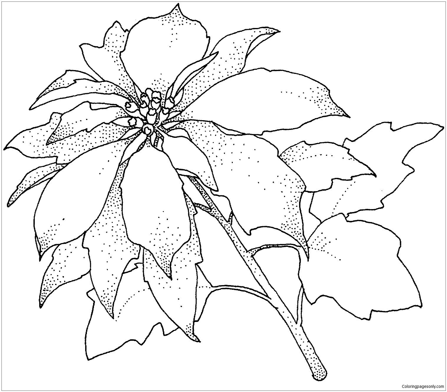 Fleur de poinsettia de Poinsettia