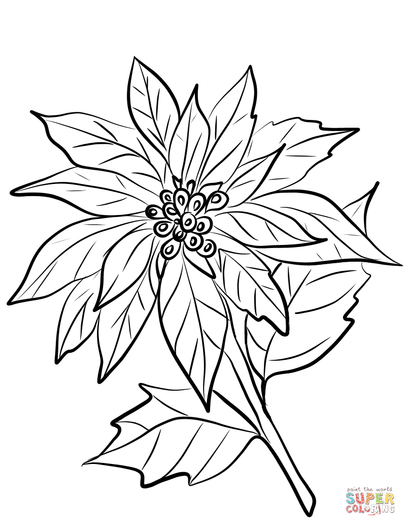 Цветок Пуансеттия из Пуансеттии