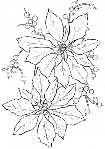 Poinsettia Flower Coloring Pages