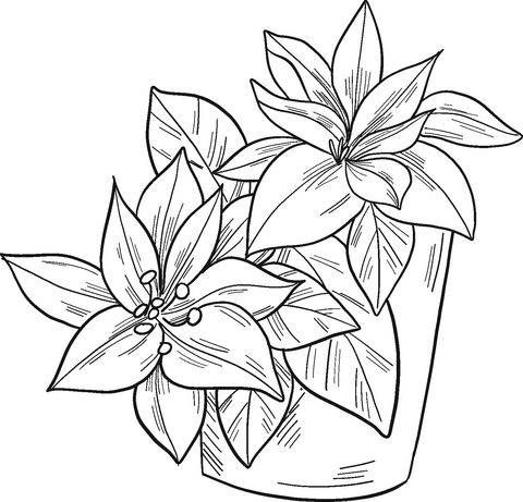 Poinsettia in a Pot Coloring Page