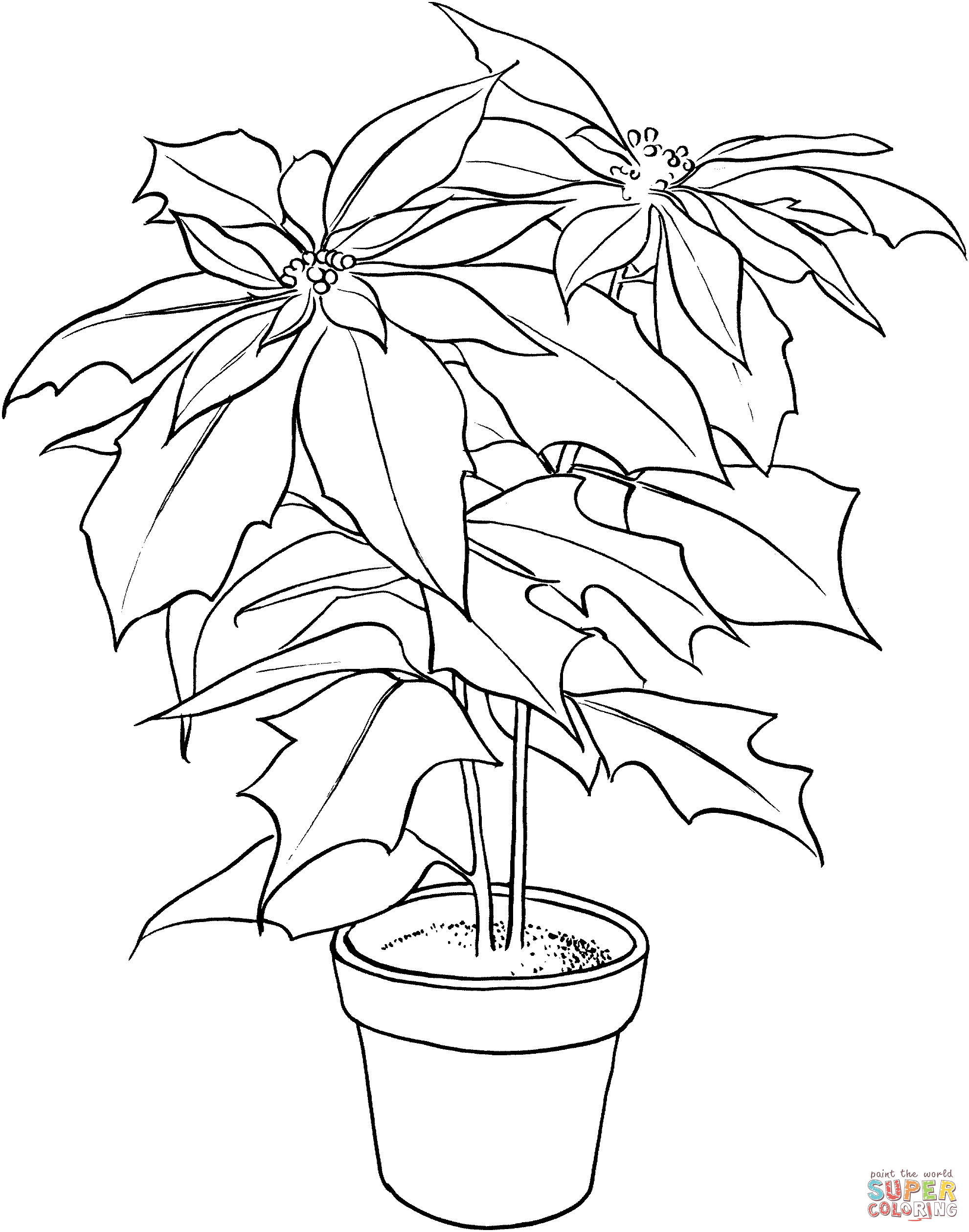 Poinsettia o Christmas Flower Coloring Pages - Poinsettia Coloring Pages -  Páginas para colorear para niños y adultos