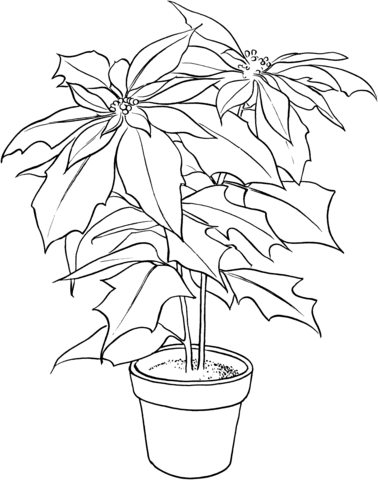 Poinsettia or Christmas Flower Coloring Page