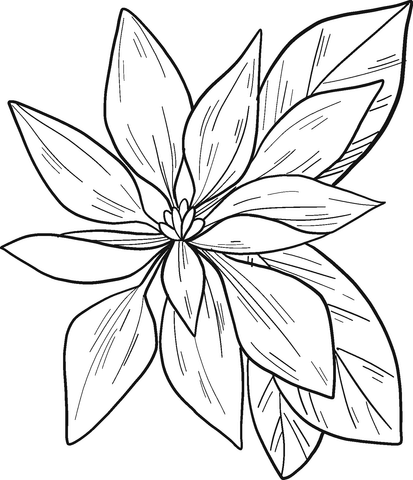 Poinsettia Watercolor Coloring Page