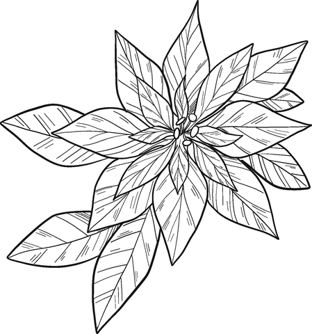 Growing Poinsettia Coloring Pages