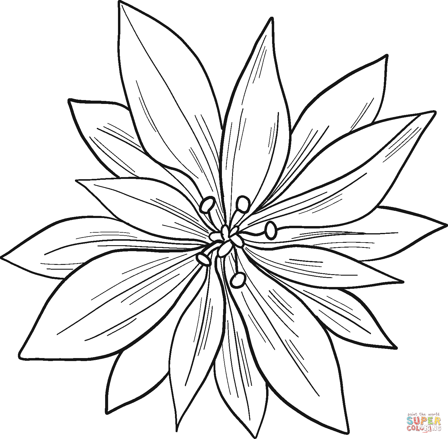 Poinsettia Mexico Coloring Page