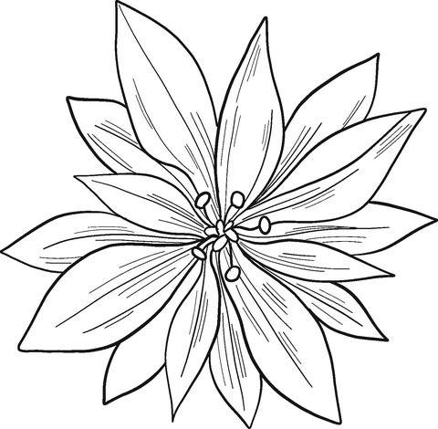 Poinsettia Mexico Coloring Pages