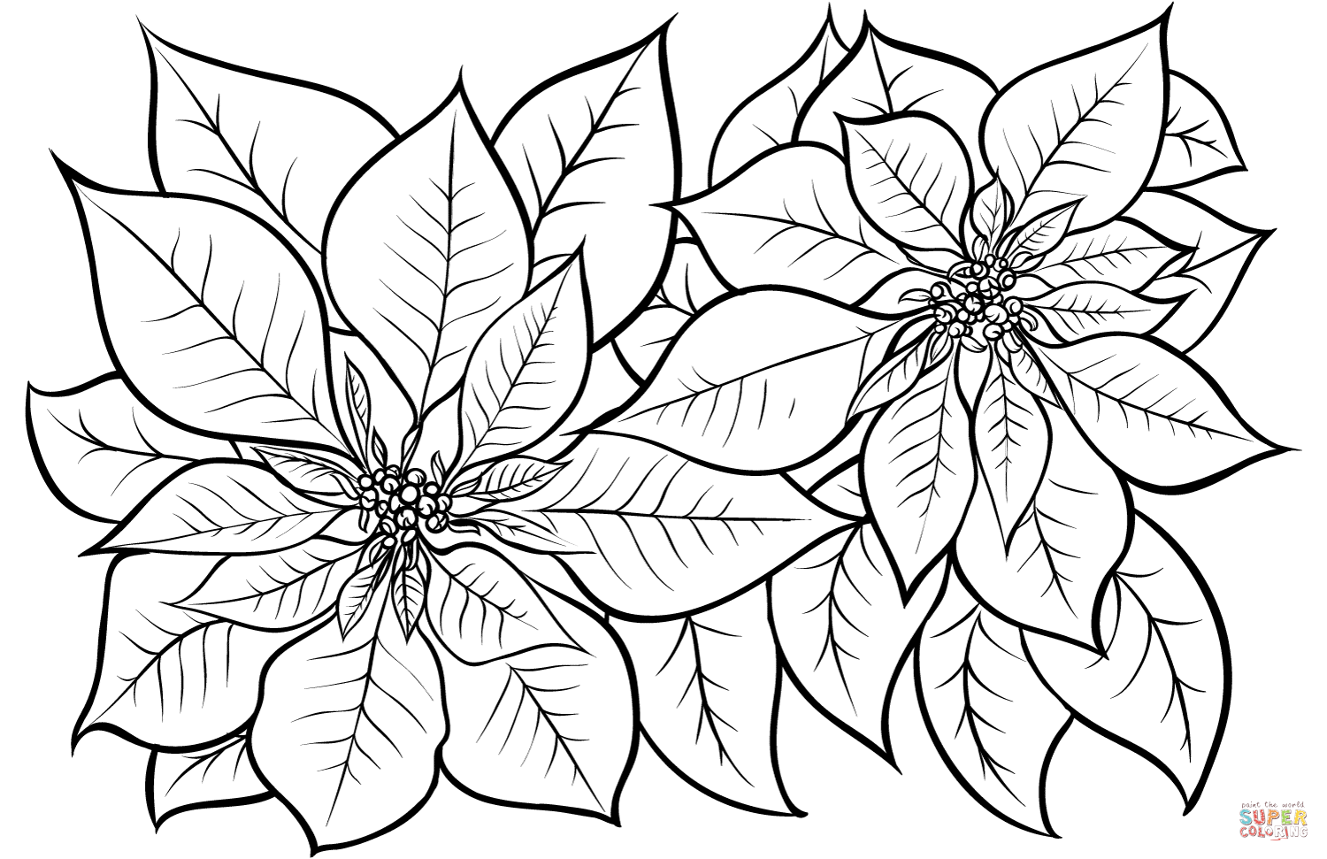 Printable Poinsettia Coloring Page