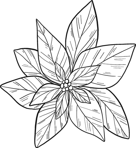 Poinsettia Coloring Page