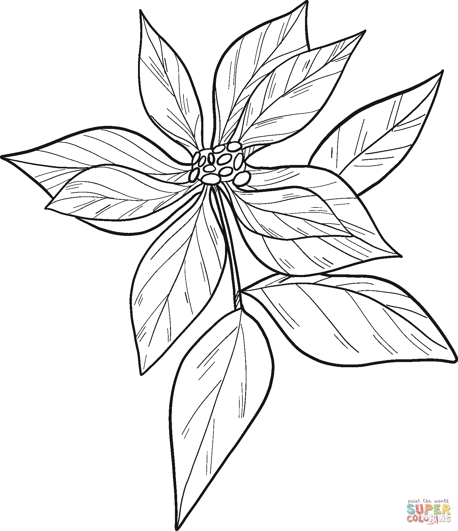 Poinsettia espagnol de Poinsettia