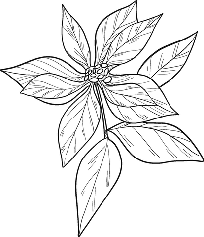 Poinsettia Coloring Page