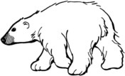 Pagina da colorare di orso polare