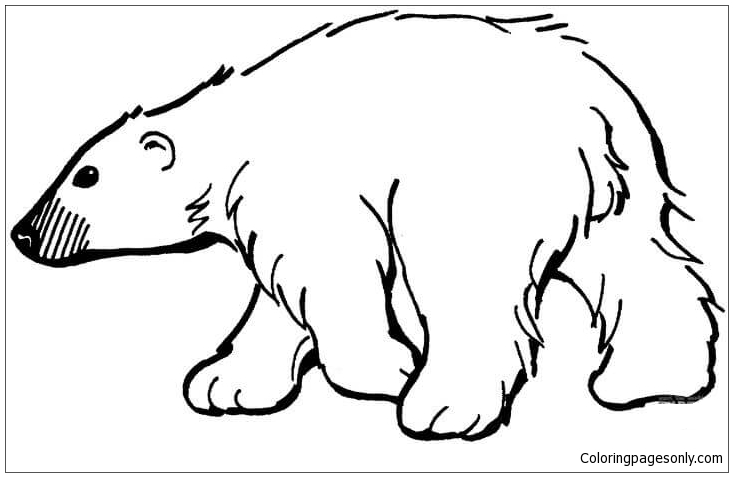 Polar Bear from North And South Poles