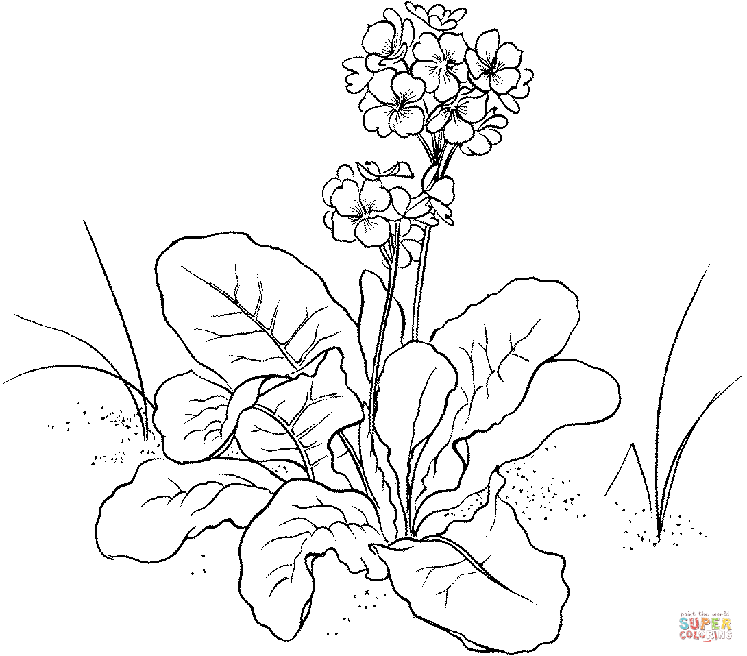 Polyantha Primula Primrose Flower Coloring Pages
