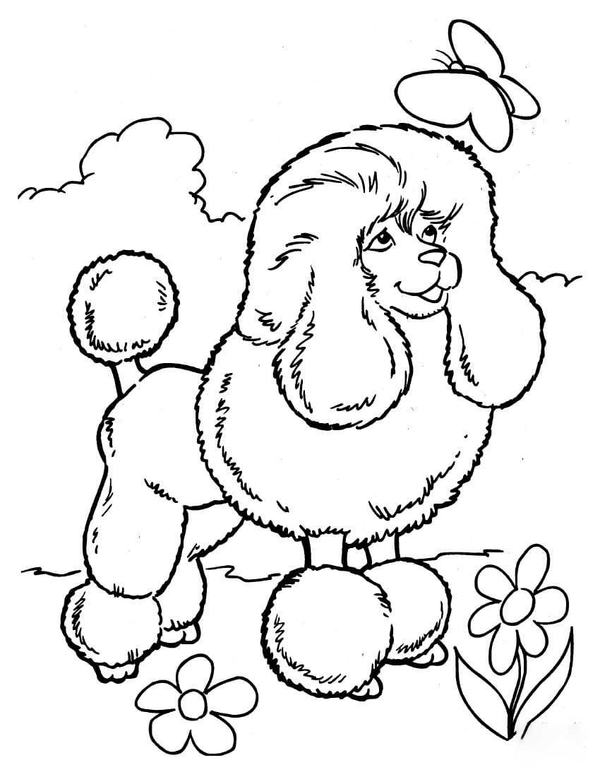 Poodle And Butterfly Coloring Pages
