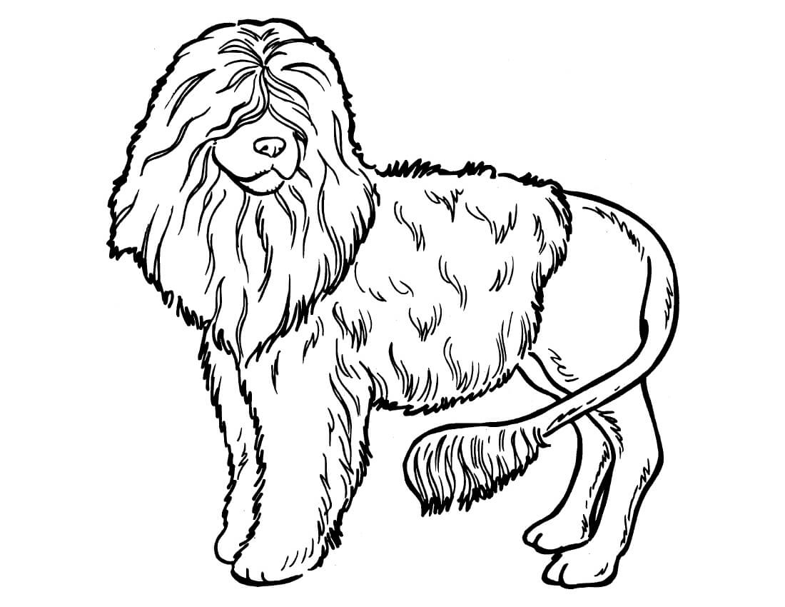Poodle Dog Coloring Pages